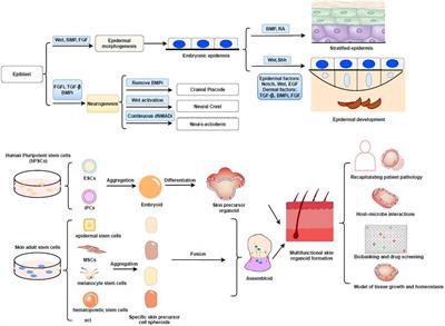 Generation of Skin Organoids: Potential Opportunities and Challenges